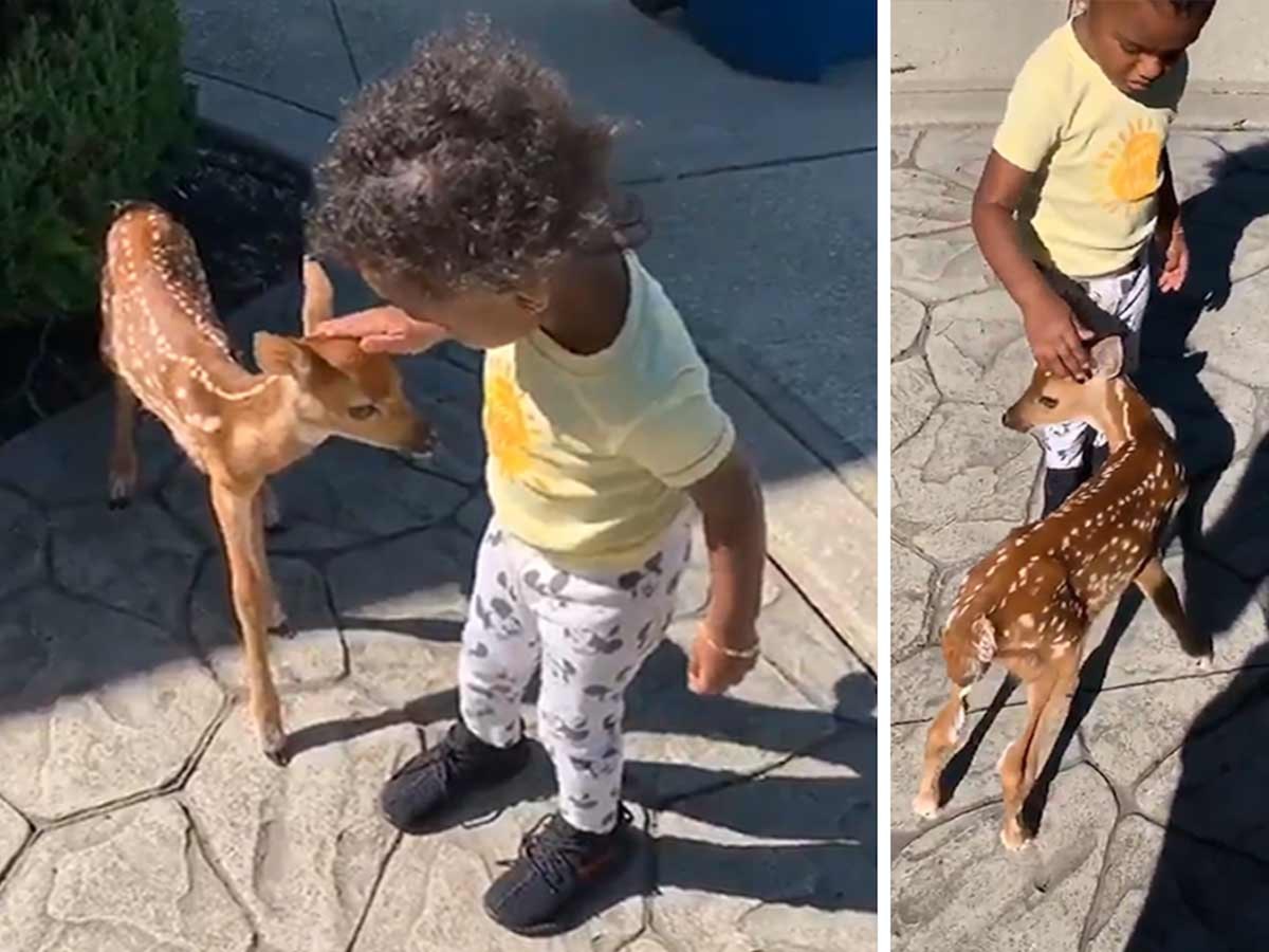 Kid Riding A Deer Adorable Toddler Plays With Little Baby Deer