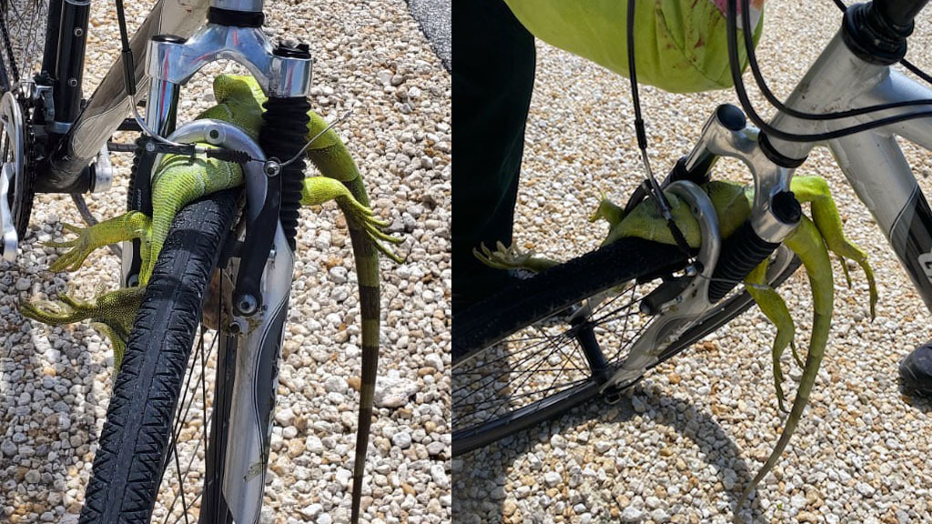 Man Hospitalized With Head Injuries After Iguana Runs Into Bike Causing Devastating Crash - Vimarsana News