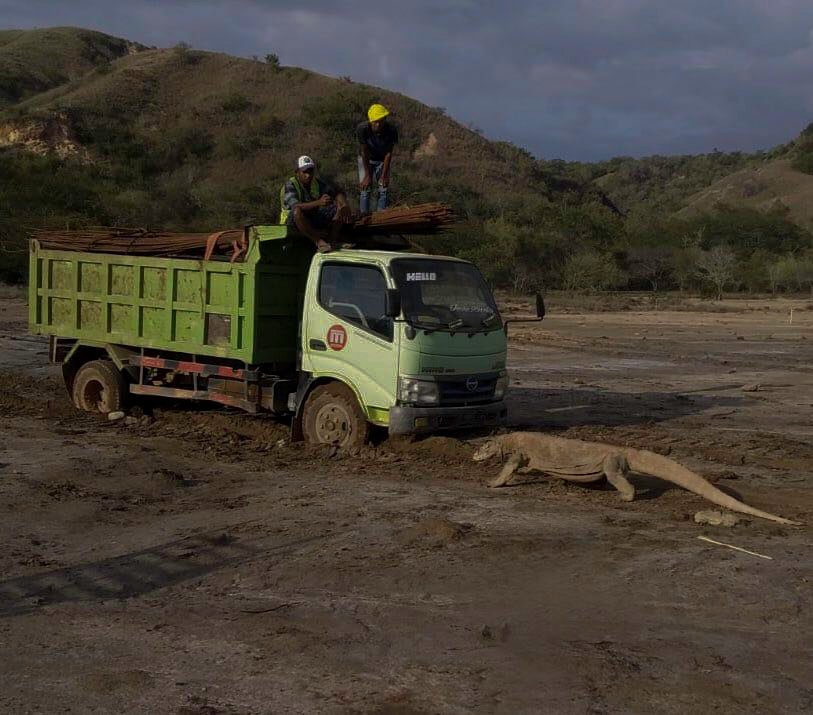 Komodo Dragon Attacks Indonesian Construction Worker At Jurassic Park