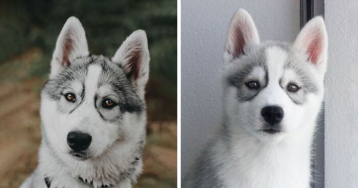 are huskies rare