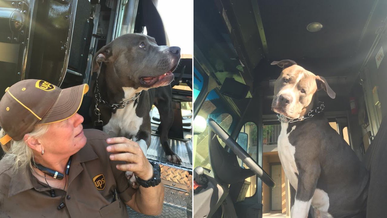UPS Driver Adopts Favorite Dog On Her Delivery Route After Knowing Its