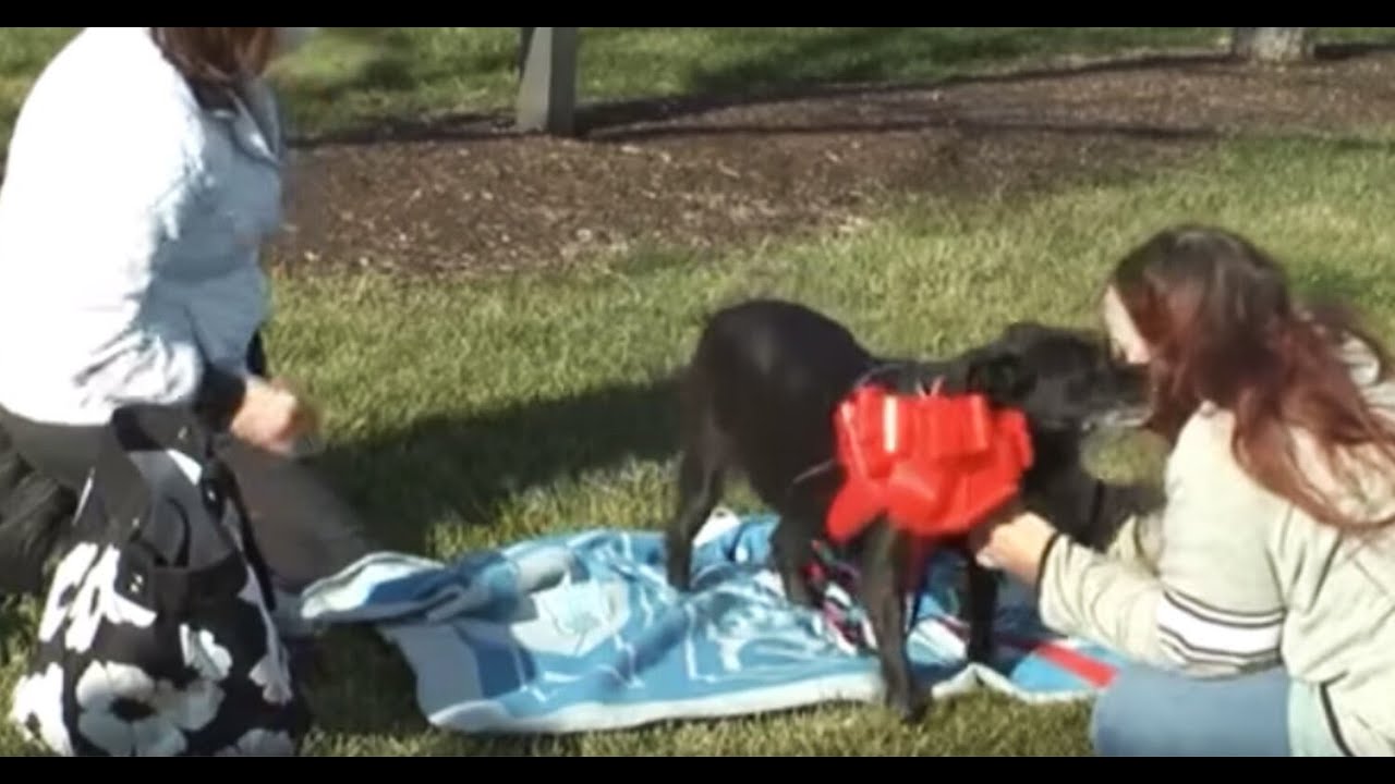 Missing Dog Is Reunited With Owners After 3 Years Thanks To Microchip ...
