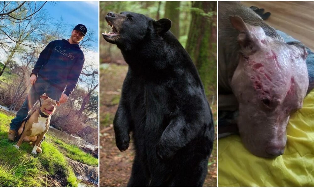 Brave Man Risks Own Life And Fights 350-Pound Black Bear To Save His