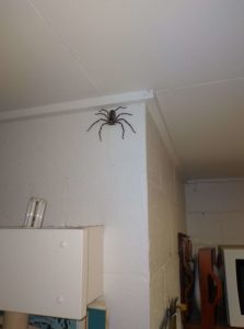 Woman Shares Images Of Massive Huntsman Spider That Has Been Living ...