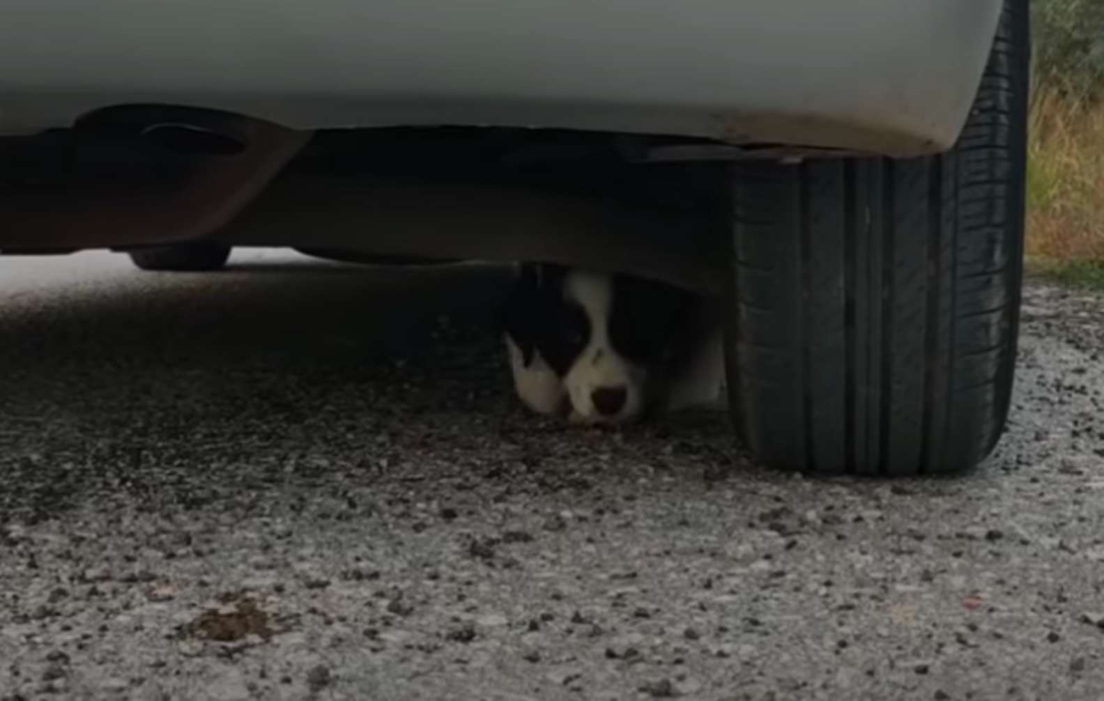 Adorable Little Stray Puppy Chases Car And Hides Under It In Order To