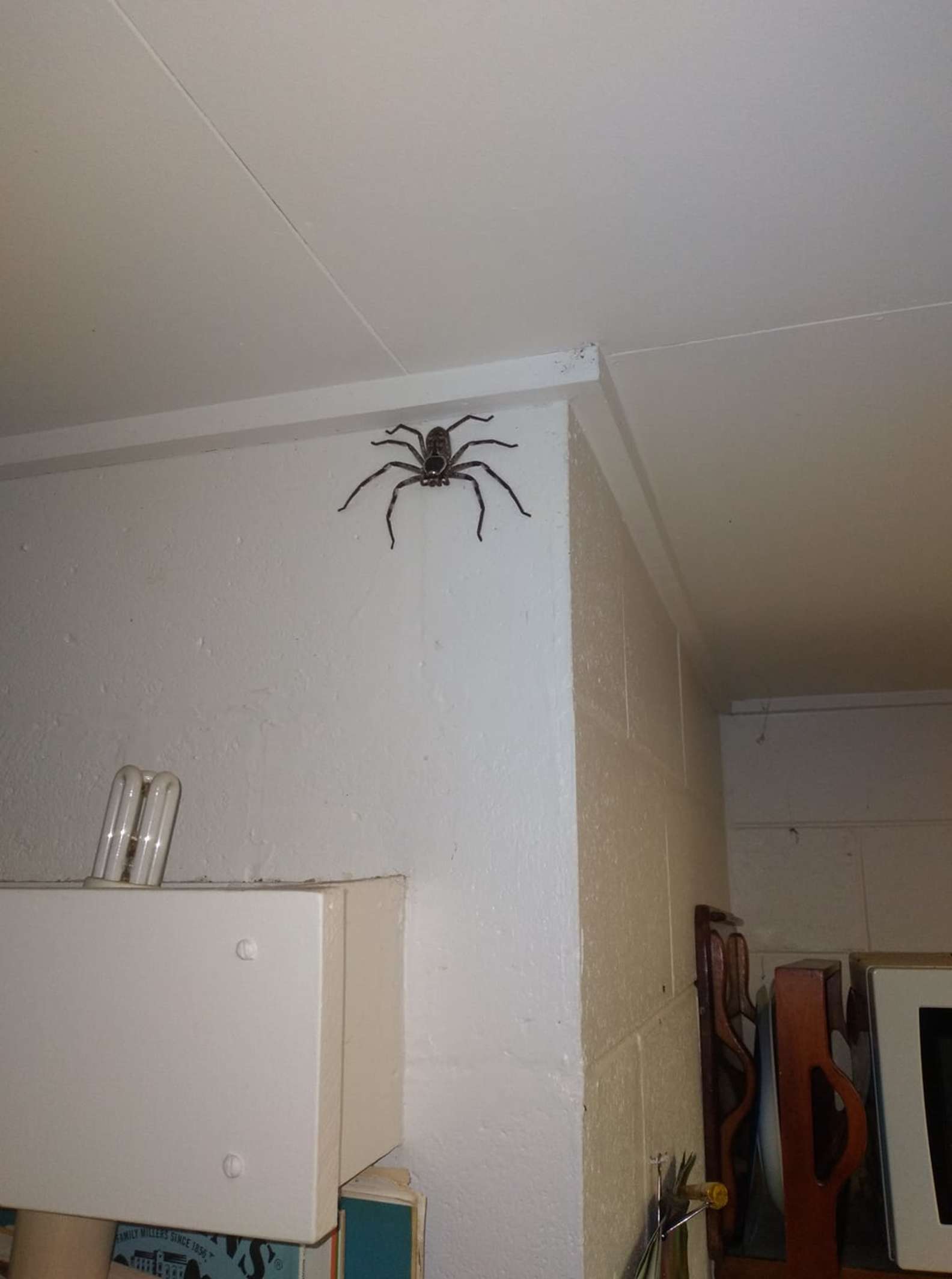 huntsman spider