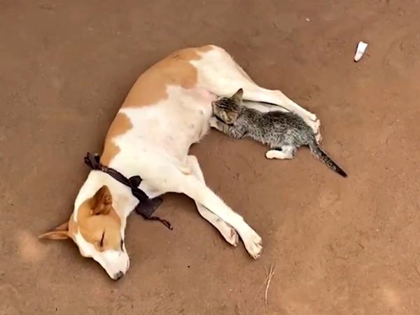 Little Kitten Feeds On Milk From Loving Nursing Dog In Nigeria - Vimarsana News