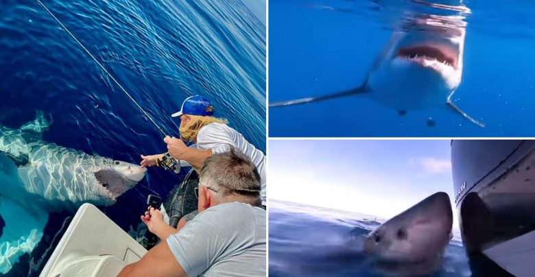 Massive great white shark takes a bite out of a boat motor in Florida