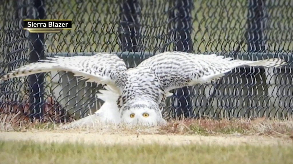 Snowy owl spotted for the first time in NYC’s Central park in 130 years