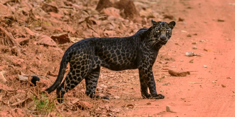 Photographer Pictures Extremely Rare Black Leopard At Tadoba National Park