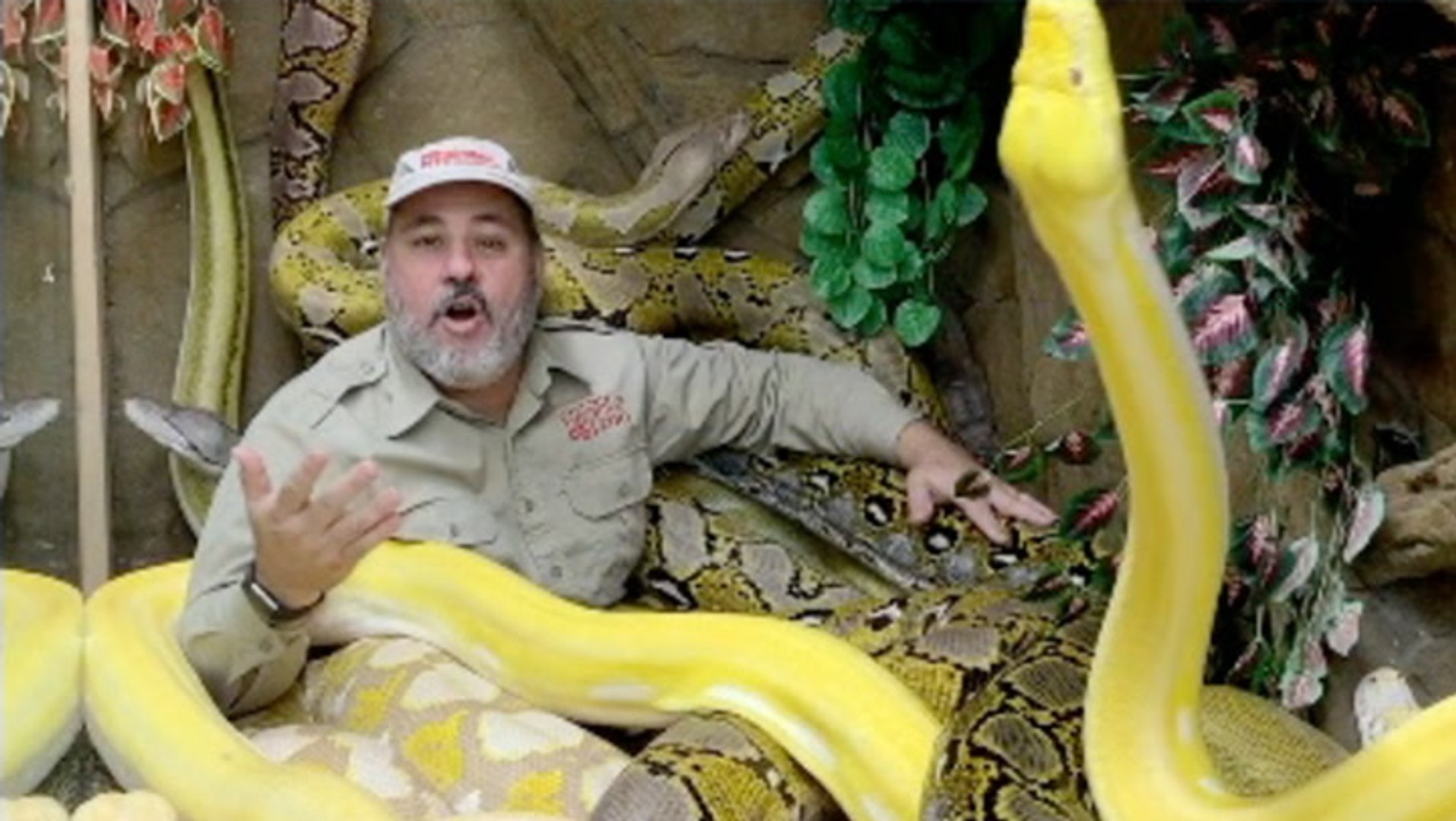 Brave Man Sits Inside Enclosure Of Man-Eating Pythons